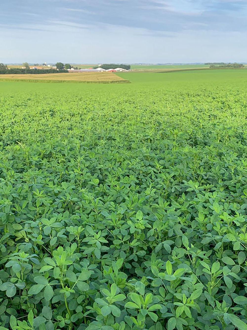 Altitude HVXRR Alfalfa